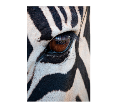 The zebra's eye animal poster - TenStickers