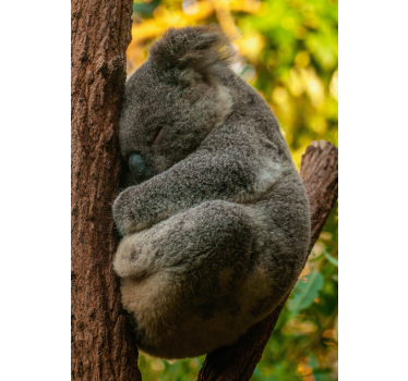 Koala sleeping poster for teenager - TenStickers