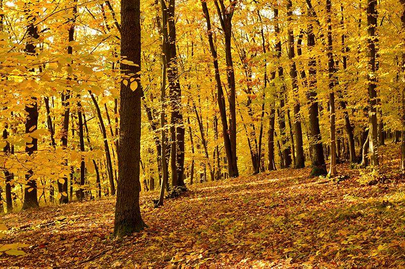Forest in autumn photo realistic poster - TenStickers