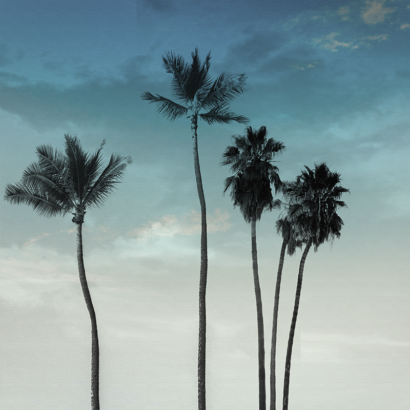 Living room poster with five tall palm trees design - TenStickers