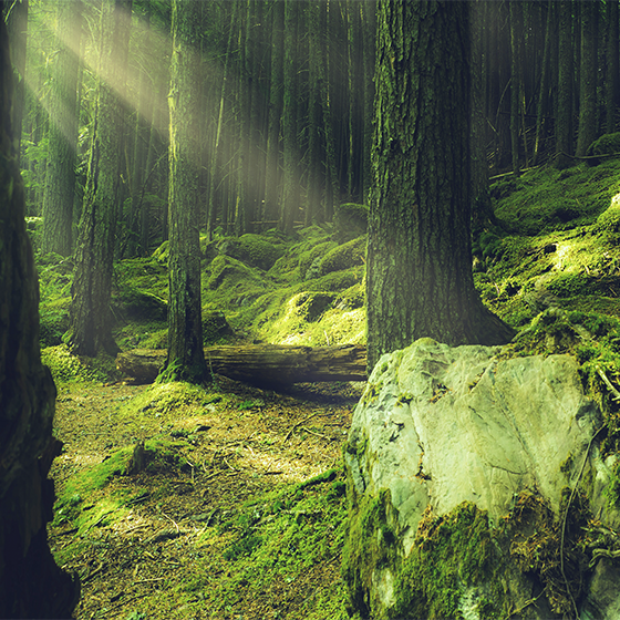 Living room poster nature rocks covered in moss - TenStickers