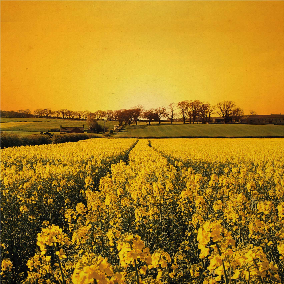 Living room poster of yellow flower field - TenStickers