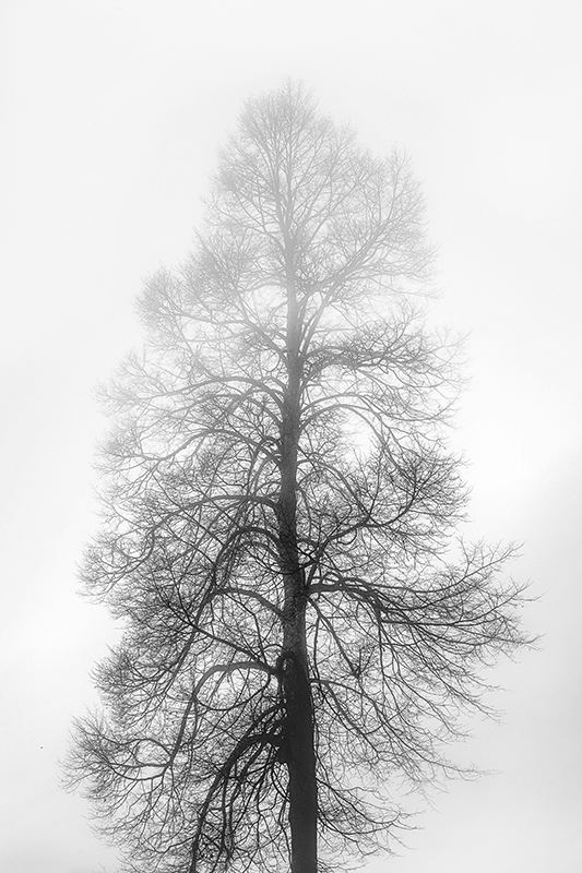 Flowers poster monochrome tree silhouette art - TenStickers