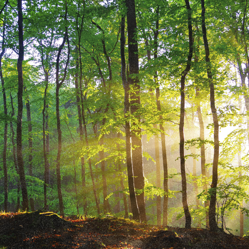 Tree poster natural light in forest - TenStickers