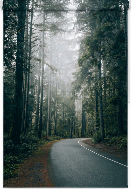 Tree poster foggy pine road - TenStickers