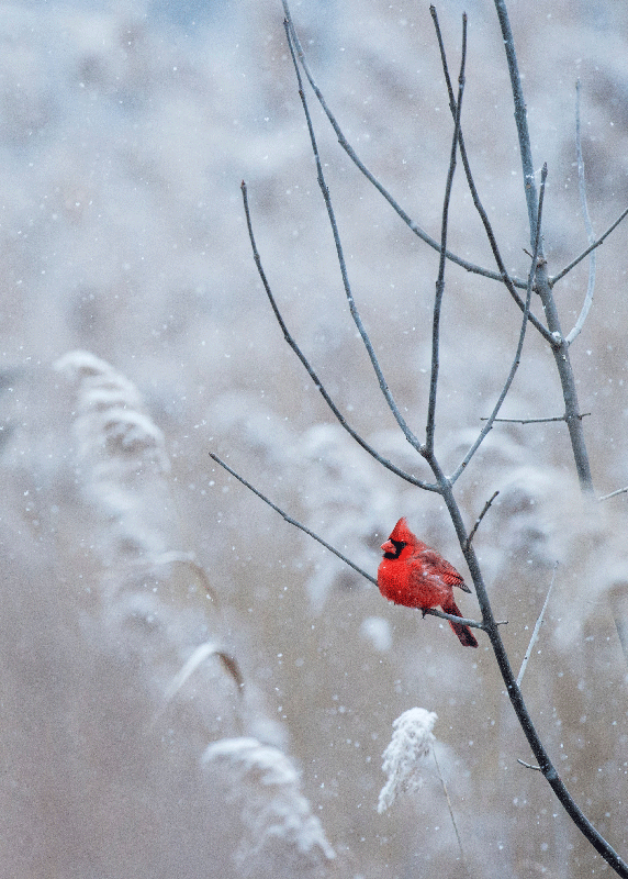 Christmas poster featuring christmas bird - TenStickers