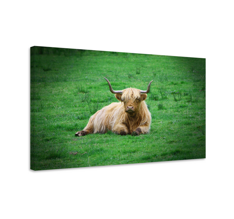 Highland cow resting animal canvas wall art - TenStickers