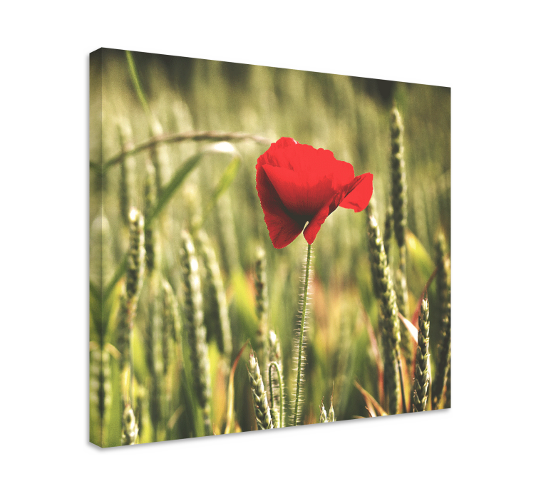 Single poppy with wheat  flower canvas - TenStickers
