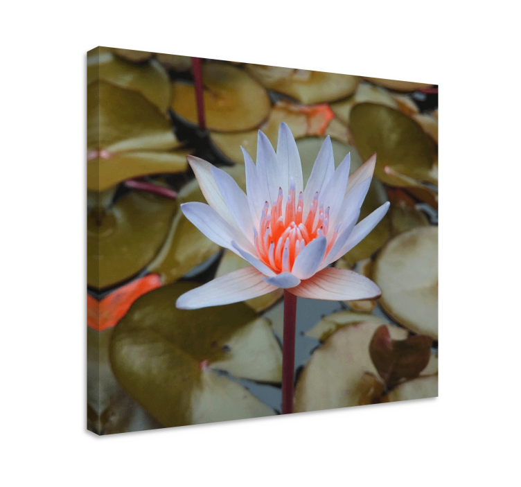 Flowers canvas delicate water lily art print - TenStickers