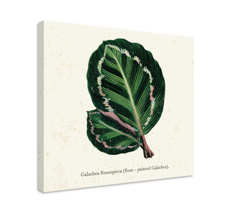 Calathea Leaf Illustration plant canvas art - TenStickers