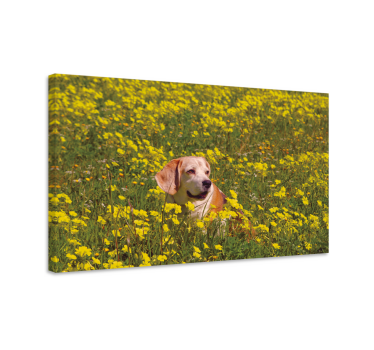 Dog wall art happy dog outdoors - TenStickers