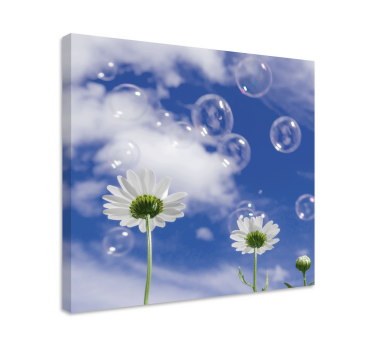 Daisy flower and bubbles floral canvas - TenStickers
