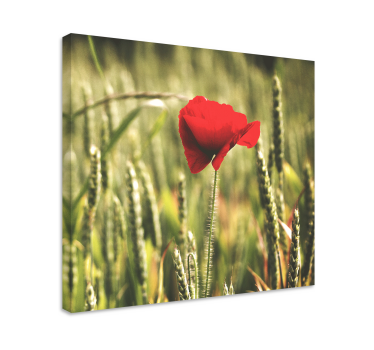 Single poppy with wheat  floral canvas - TenStickers