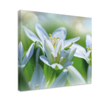Meadow of magnificent  snowdrops floral canvas - TenStickers