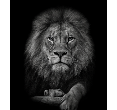 Grey shades lion door sticker - TenStickers