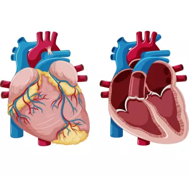 Illustration anatomy wall decor - TenStickers