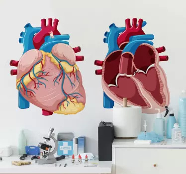 Illustration anatomy wall decor - TenStickers
