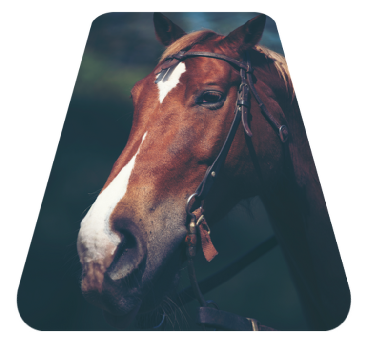 Majestic horse head animal vinyl rug - TenStickers