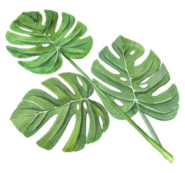 Vinyl rug flowers monstera watercolor leaves - TenStickers