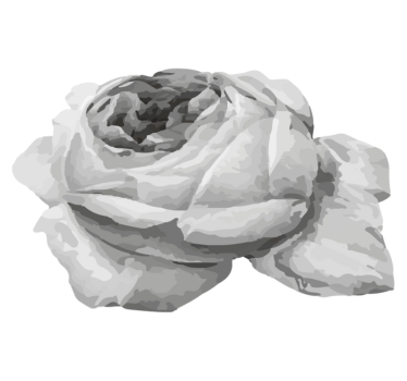 Gray rose nature carpet - TenStickers