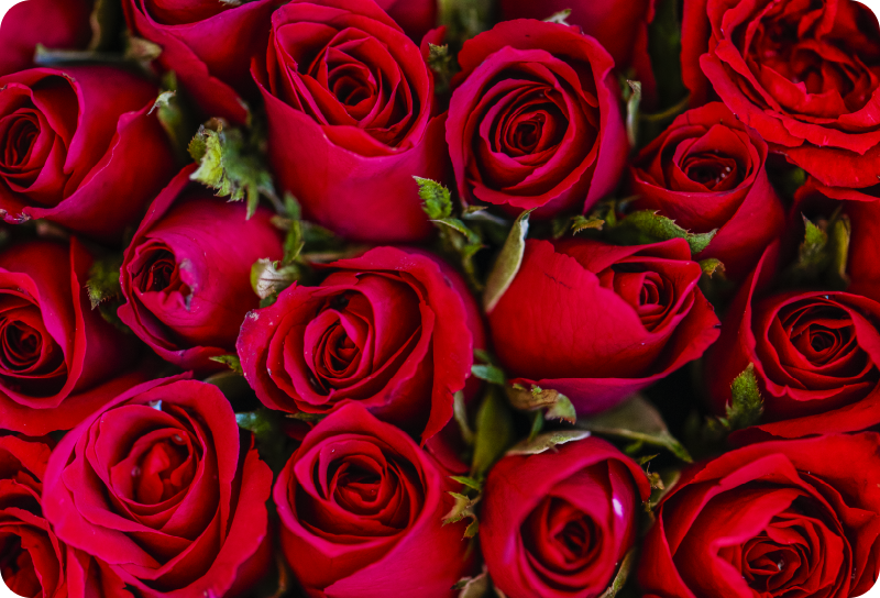 Vinyl rug flowers in red floral style - TenStickers