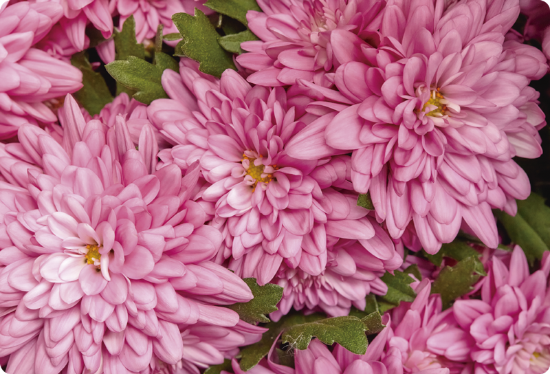 Vinyl rug flowers in pink floral spring - TenStickers