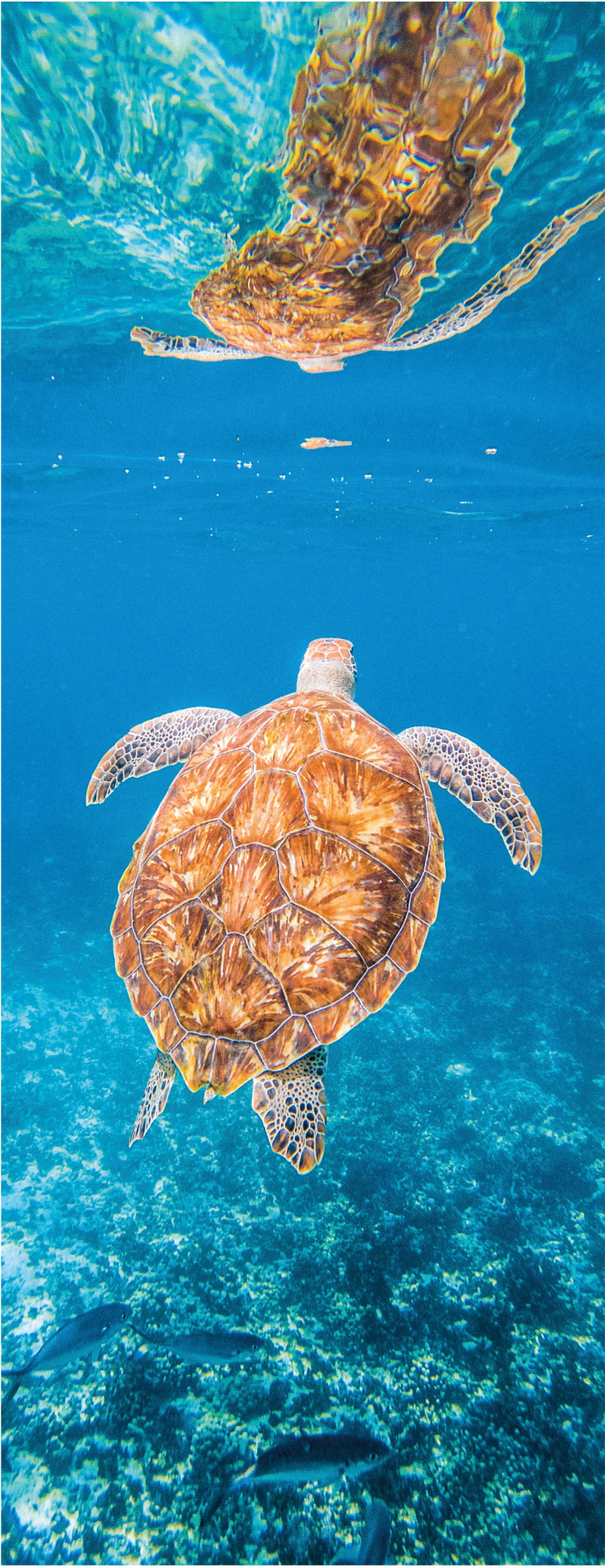 Vinyl rug bathroom beautiful turtle underwater - TenStickers