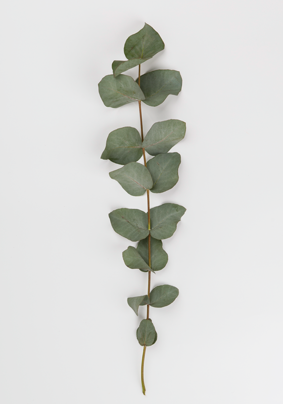 Vinyl rug flowers eucalyptus leaves - TenStickers