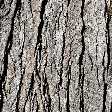 Texture vinyl rug with realistic bark design - TenStickers