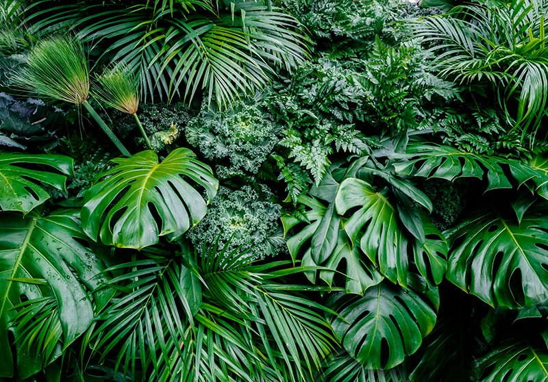 Green vinyl rug jungle sunshine - TenStickers