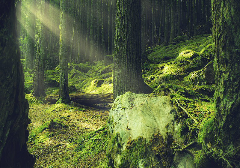 Green vinyl rug inspired by mossy forest rocks - TenStickers