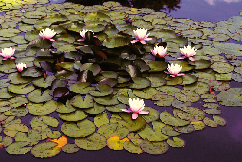 Lily Pond Beauty vinyl rug flowers - TenStickers