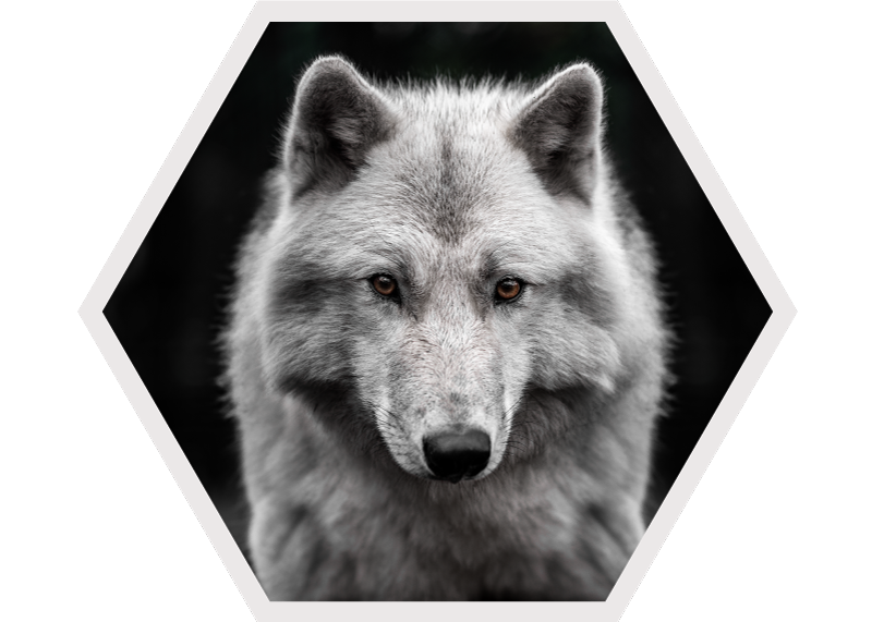 Wolf Portrait animal vinyl rug - TenStickers
