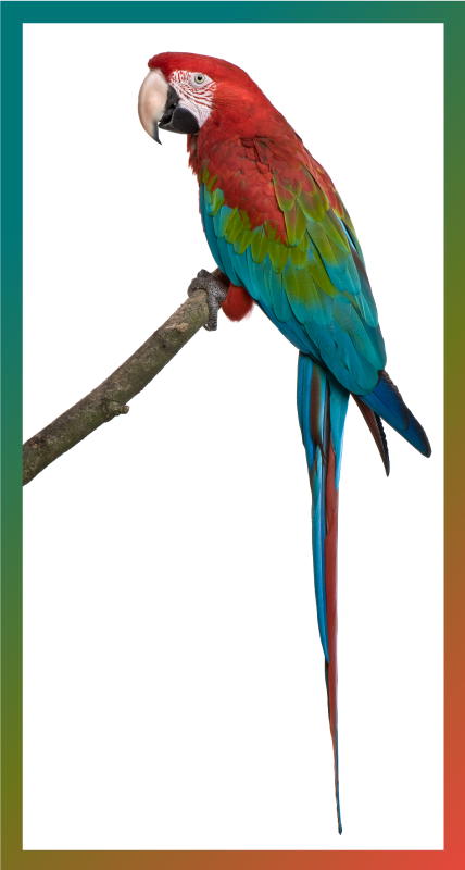 Colorful macaw animal vinyl rug - TenStickers