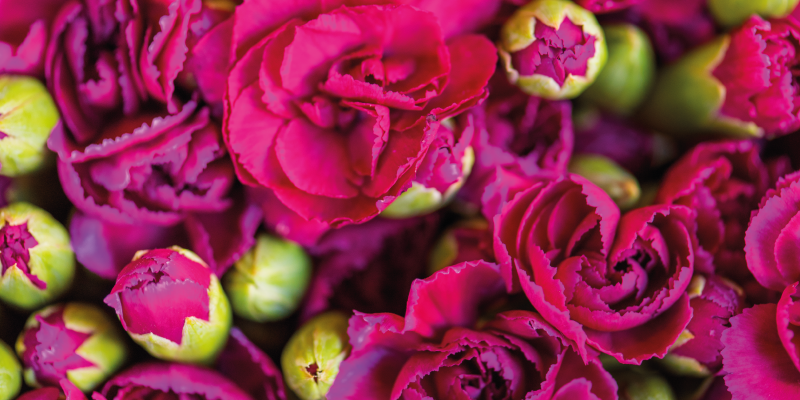 Vibrant Floral Blooms vinyl rug flowers - TenStickers