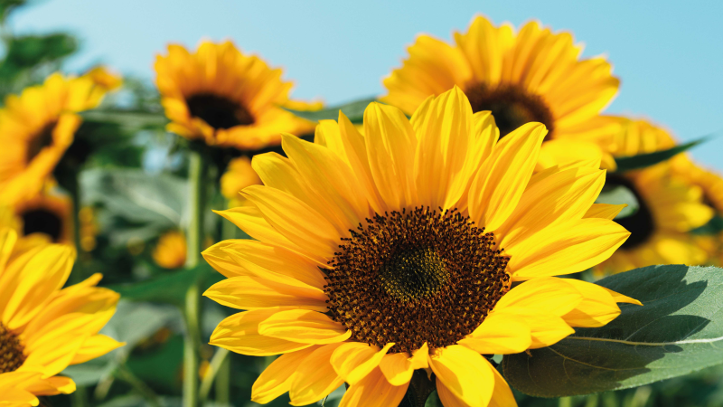 Bright sunflower design vinyl rug flowers - TenStickers