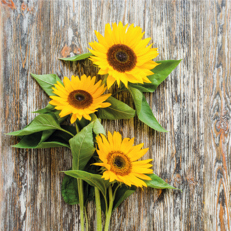 Sunflowers on wooden planks floral rug - TenStickers