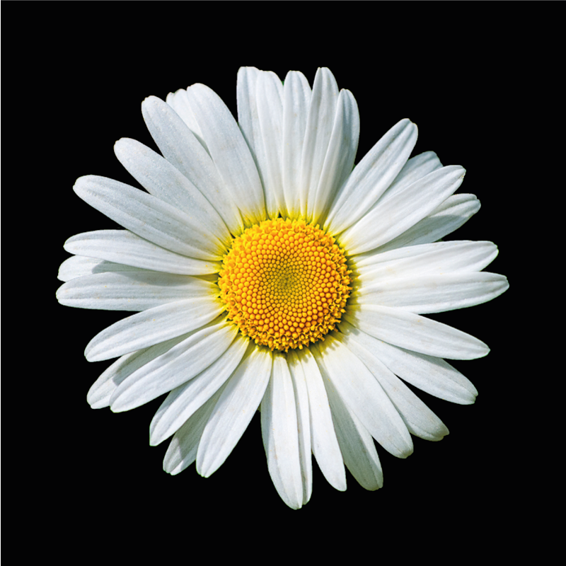 Black and white daisy flower floral rug - TenStickers