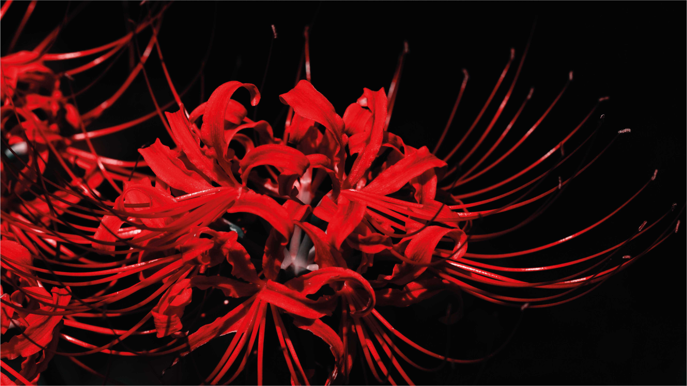 Red Floral Burst vinyl rug flowers - TenStickers