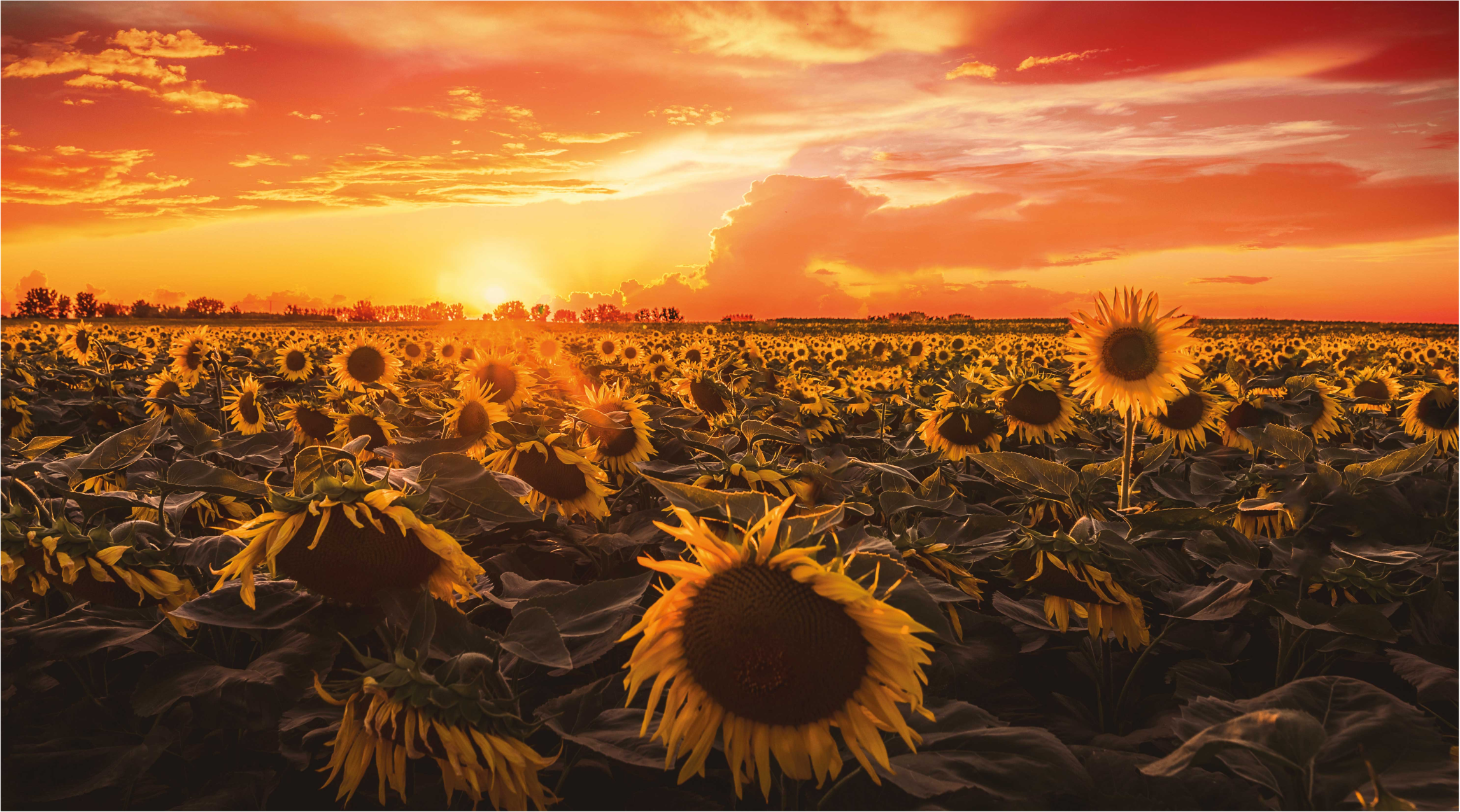 Sunflower Sunset Scene vinyl rug flowers - TenStickers