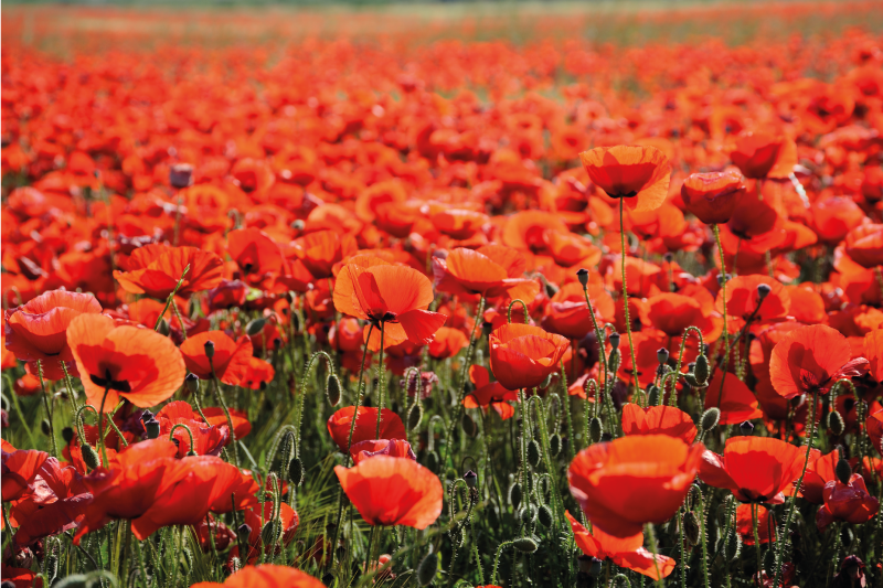 Vibrant Red Poppies vinyl rug flowers - TenStickers