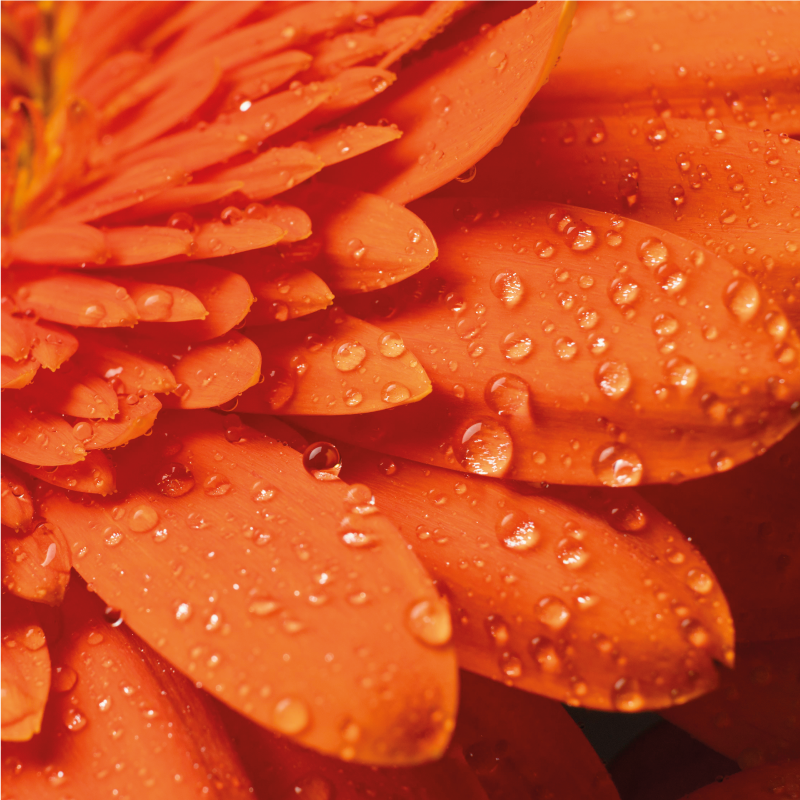 Bright orange petals vinyl rug flowers - TenStickers