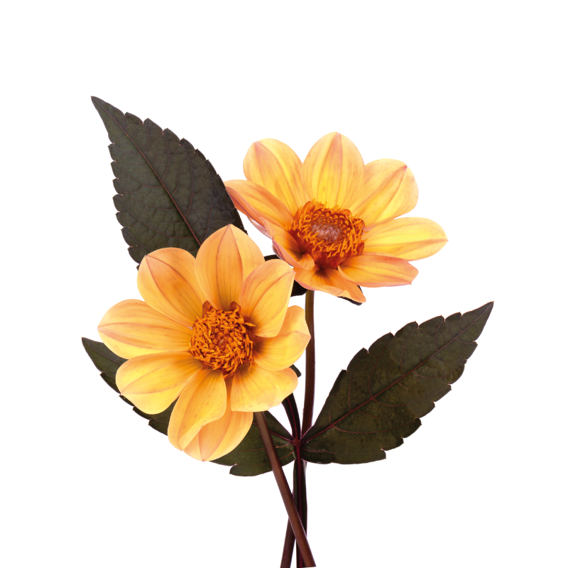 Lively Bloom Composition vinyl rug flowers - TenStickers