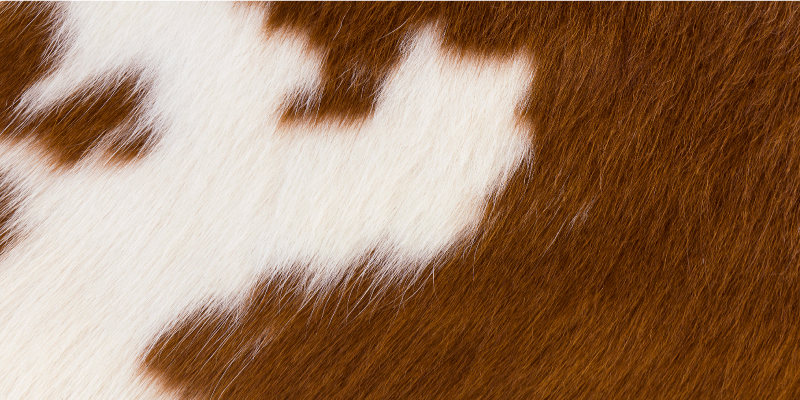 Animal print vinyl rug cowhide design - TenStickers