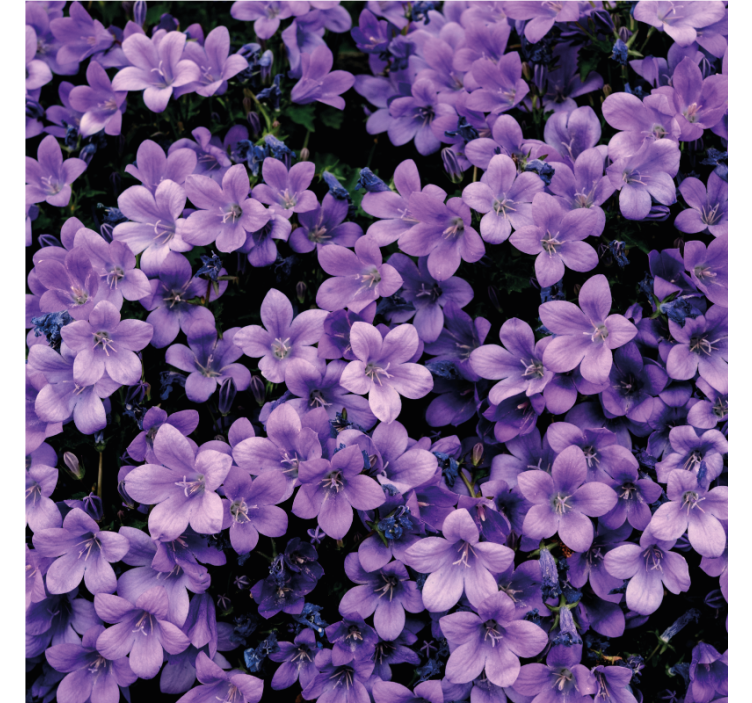 Flower wallpaper in soft purple blooms - TenStickers