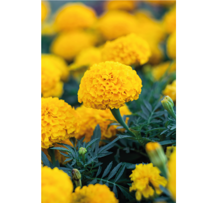 Flower wallpaper yellow marigold blooms - TenStickers