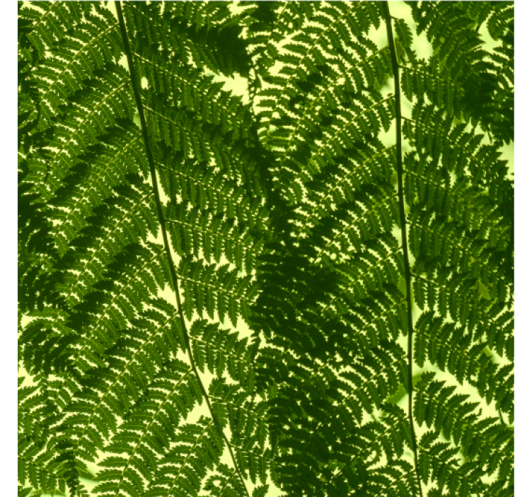 Skandinavian wallpaper green fern plant design - TenStickers