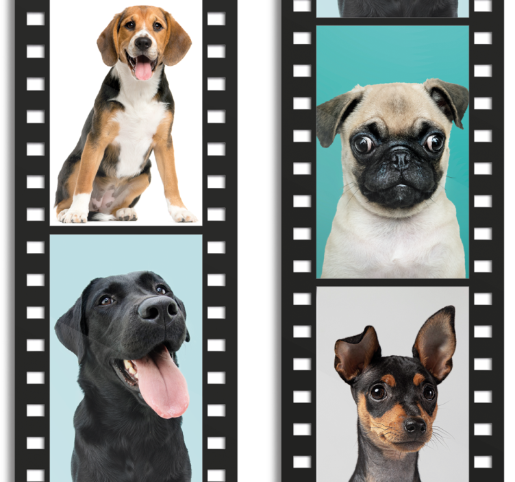 Canine Filmstrip dog wallpaper - TenStickers